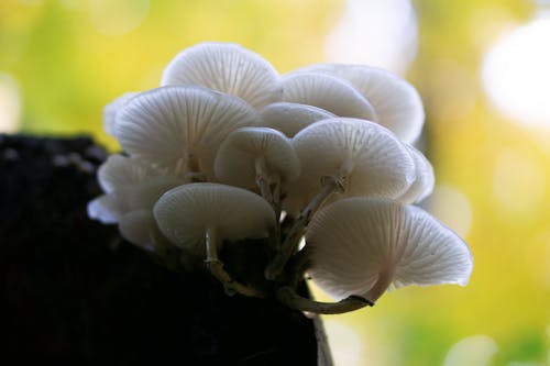 Close-Up Shot of Growing White Mushrooms 