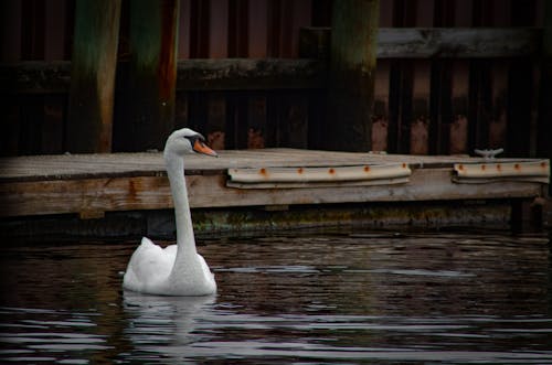 A White Swan Floating on Water Near the Wooden Dock 