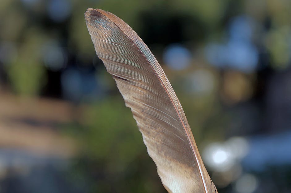 Free stock photo of brown, brown feather, chicken