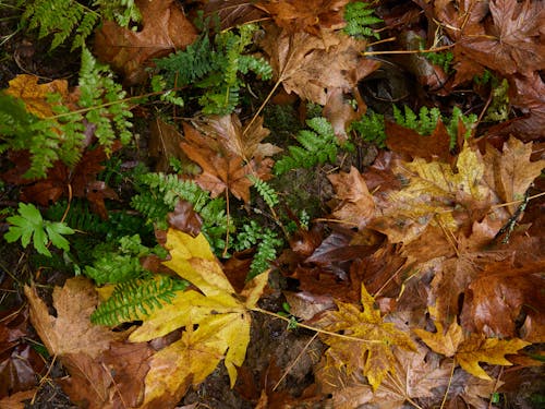 Autumn Forest Floor with Brown Wet Leaves and Green Ferns