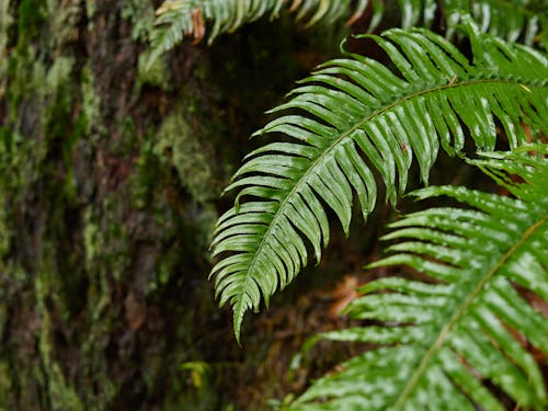 Green Fern Leaf in Close-up Photography