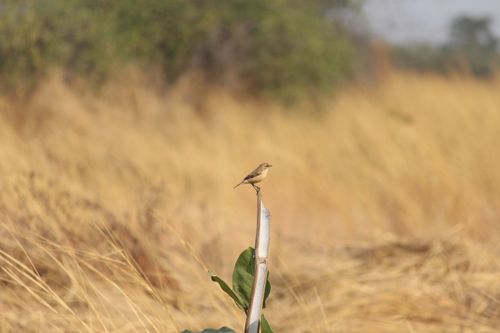 Free stock photo of bird, birding, indian bird Stock Photo