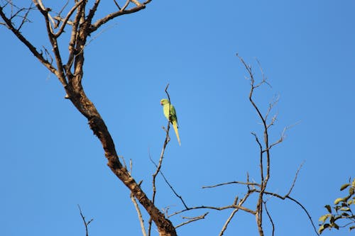 Foto profissional grátis de ave, observação de pássaros, papagaio