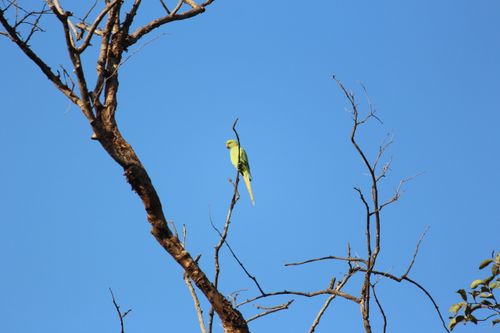 Free stock photo of bird, birding, indian bird Stock Photo