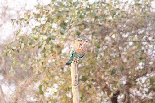 Free stock photo of bird, birding, coraciidae Stock Photo