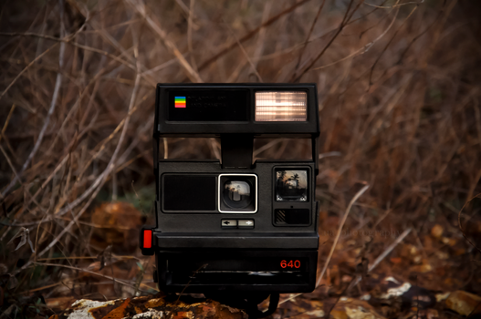 Retro instant photo camera placed on stone on ground near leafless plants and bushes in daylight in countryside