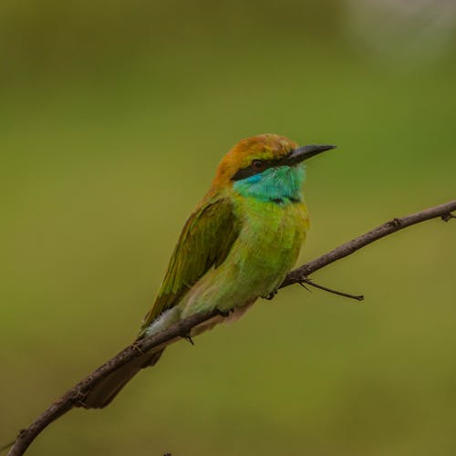 Free stock photo of green bee eater Stock Photo