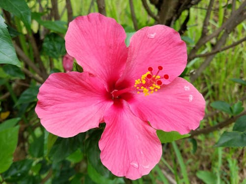 Free stock photo of beautiful flower, hibiscus, red