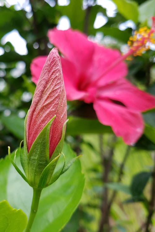 Free stock photo of bud, flower, hibiscus