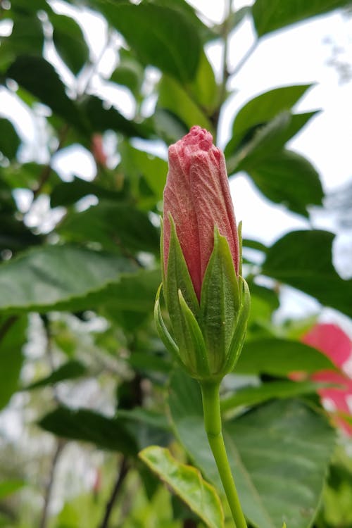 Free stock photo of bud, flower, hibiscus