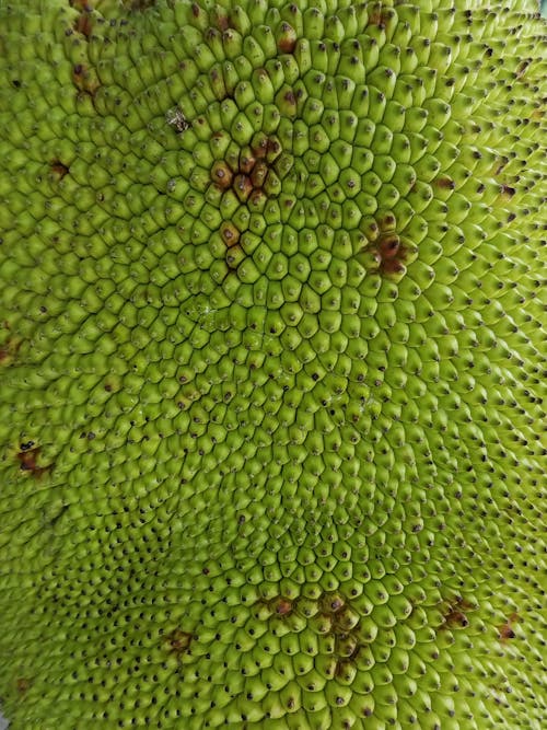 Free stock photo of bark, green, jack fruit