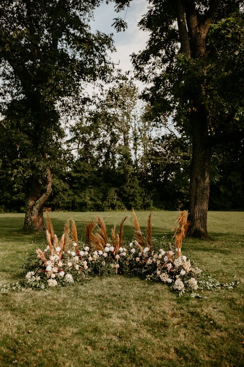 Trees on a Grassy Field