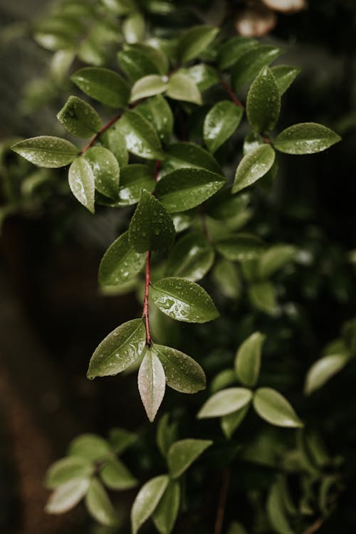 Free Close-Up Shot of Wet Leaves Stock Photo