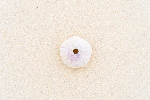 A White Sea Urchin Shell on Sand