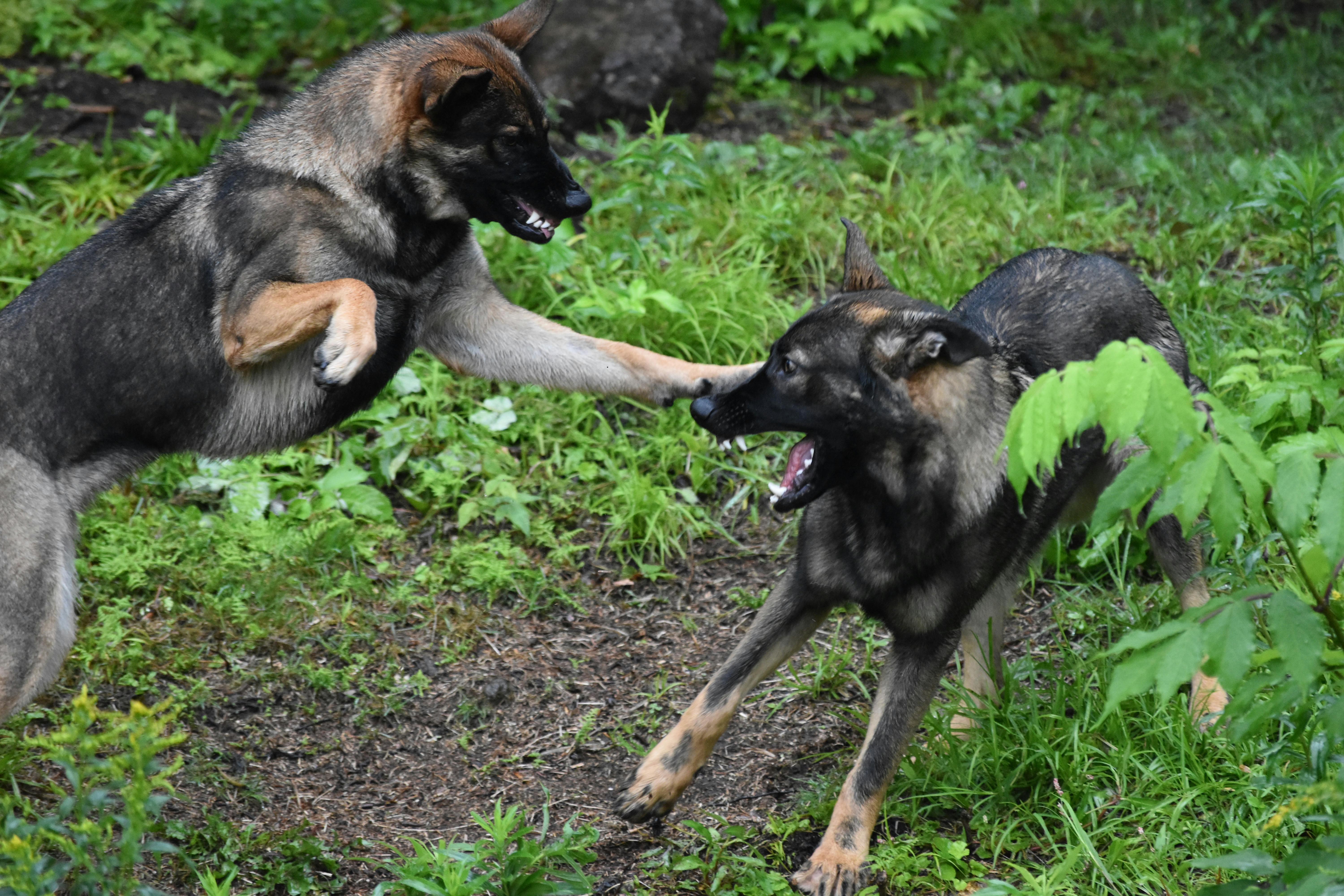 Free stock photo of dog, fight, german shepherd
