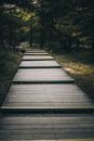 Ascending Boardwalk on Ground with Grass and Trees