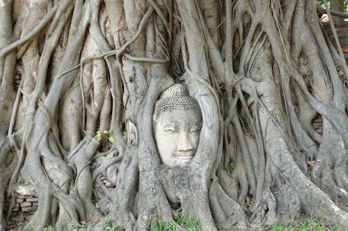 Δωρεάν στοκ φωτογραφιών με ayutthaya, banyan δέντρο, άγαλμα