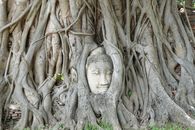 The Buddha Head Embedded on Banyan Tree Roots in Ayutthaya, Thailand