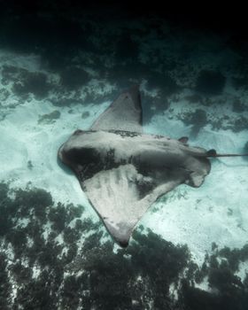 A majestic bull ray swims gracefully above the ocean floor, showcasing underwater beauty.