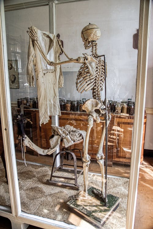 A Human Skeleton Holding a Shirt in Glass Display Case