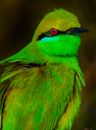 Green bee eater in nature