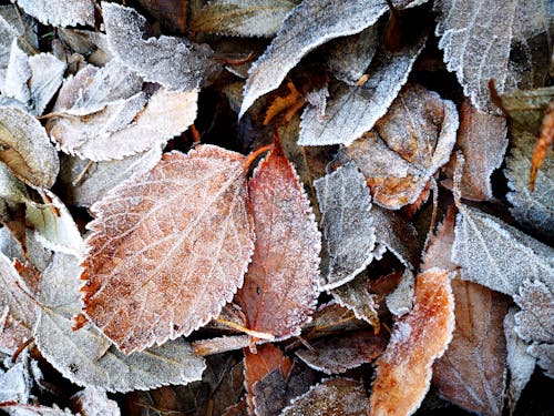 First Frost Timing Revealed in Old Farmers’ Almanac