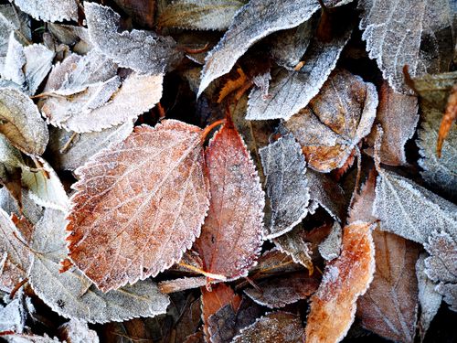 Free Detailed view of frost-covered leaves, depicting the transition of autumn to winter. Stock Photo
