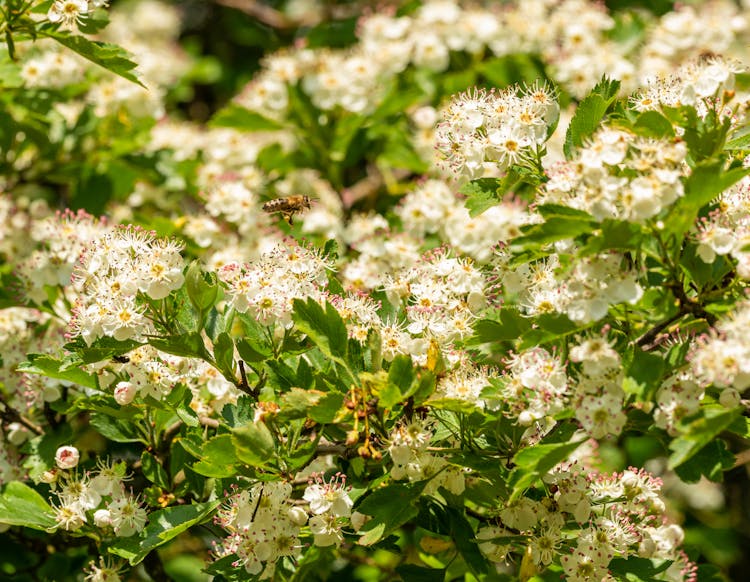 A Bee Flying Over White Flowers With Green Leaves
