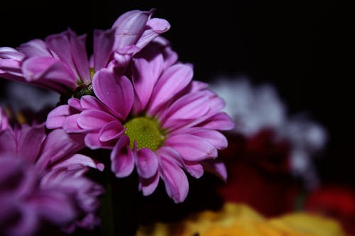 Purple Flowers