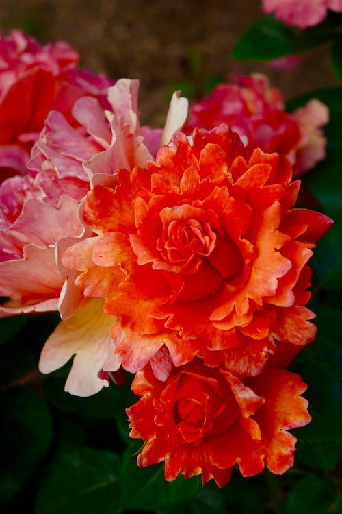 Close-Up Shot of Peonies in Bloom