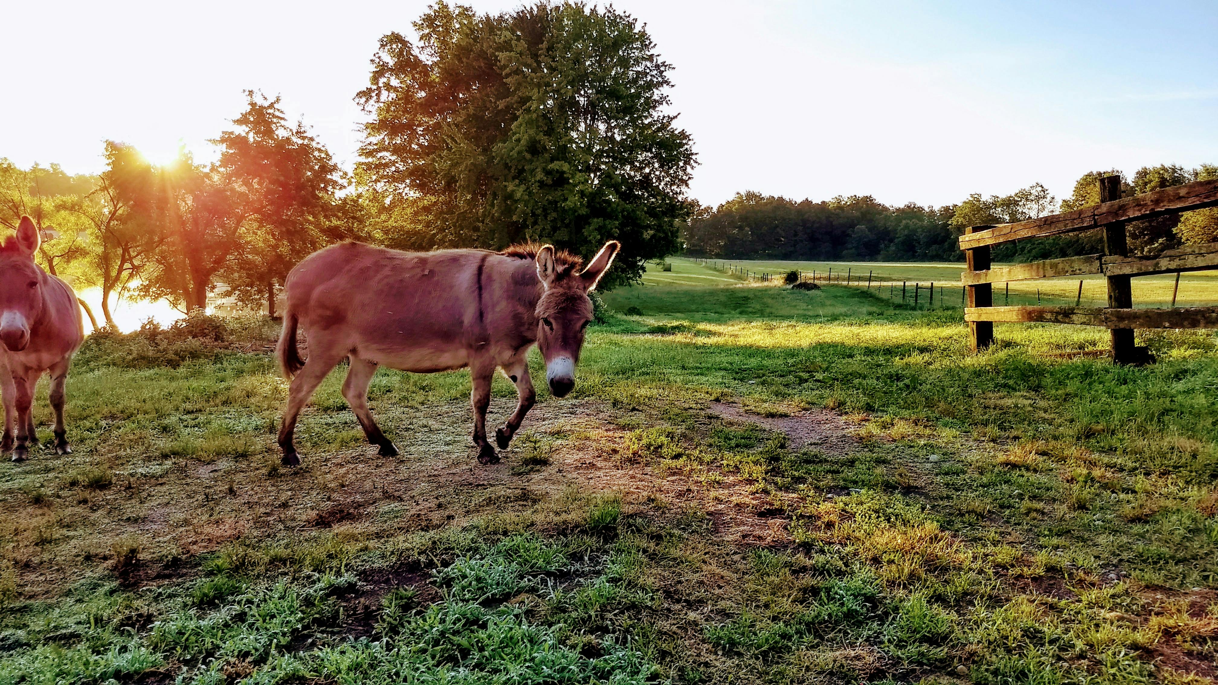 Free stock photo of donkey, farm