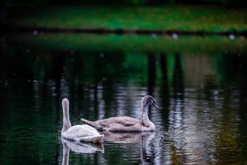 Swans In The Lake