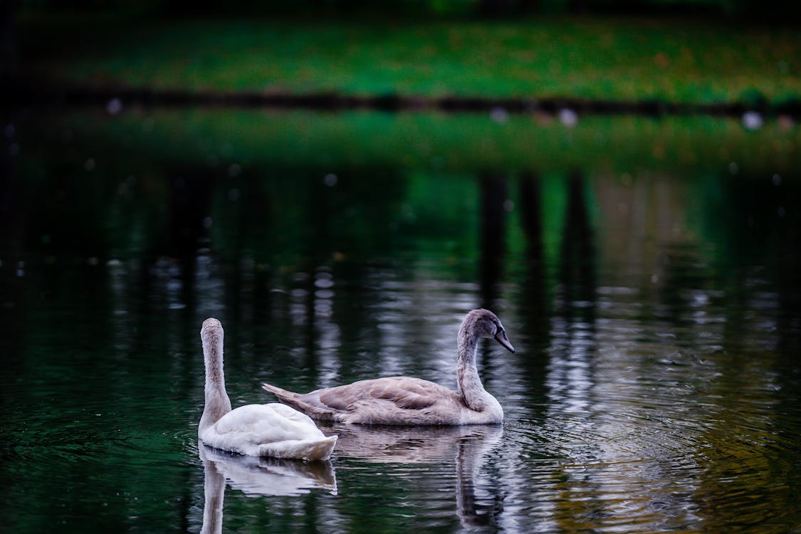 Immagine gratuita di animali, cigno, fauna selvatica