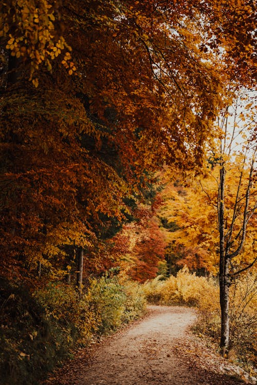 Free Trees with Orange Leaves Near a Path Stock Photo