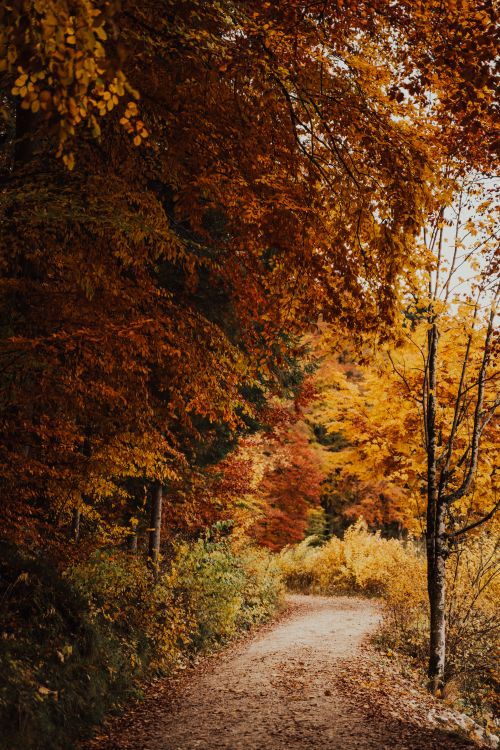 Free A serene forest pathway in Schwangau, Germany with vibrant autumn foliage. Stock Photo