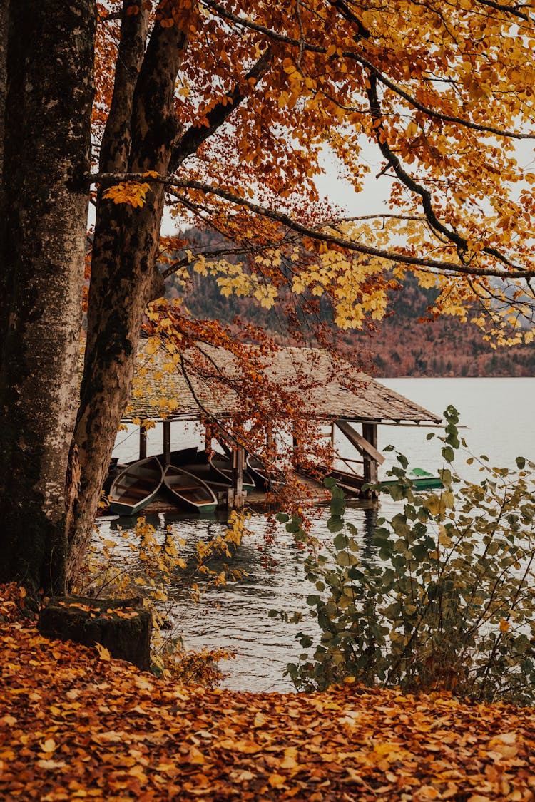 A Boathouse Near A Brown Tree