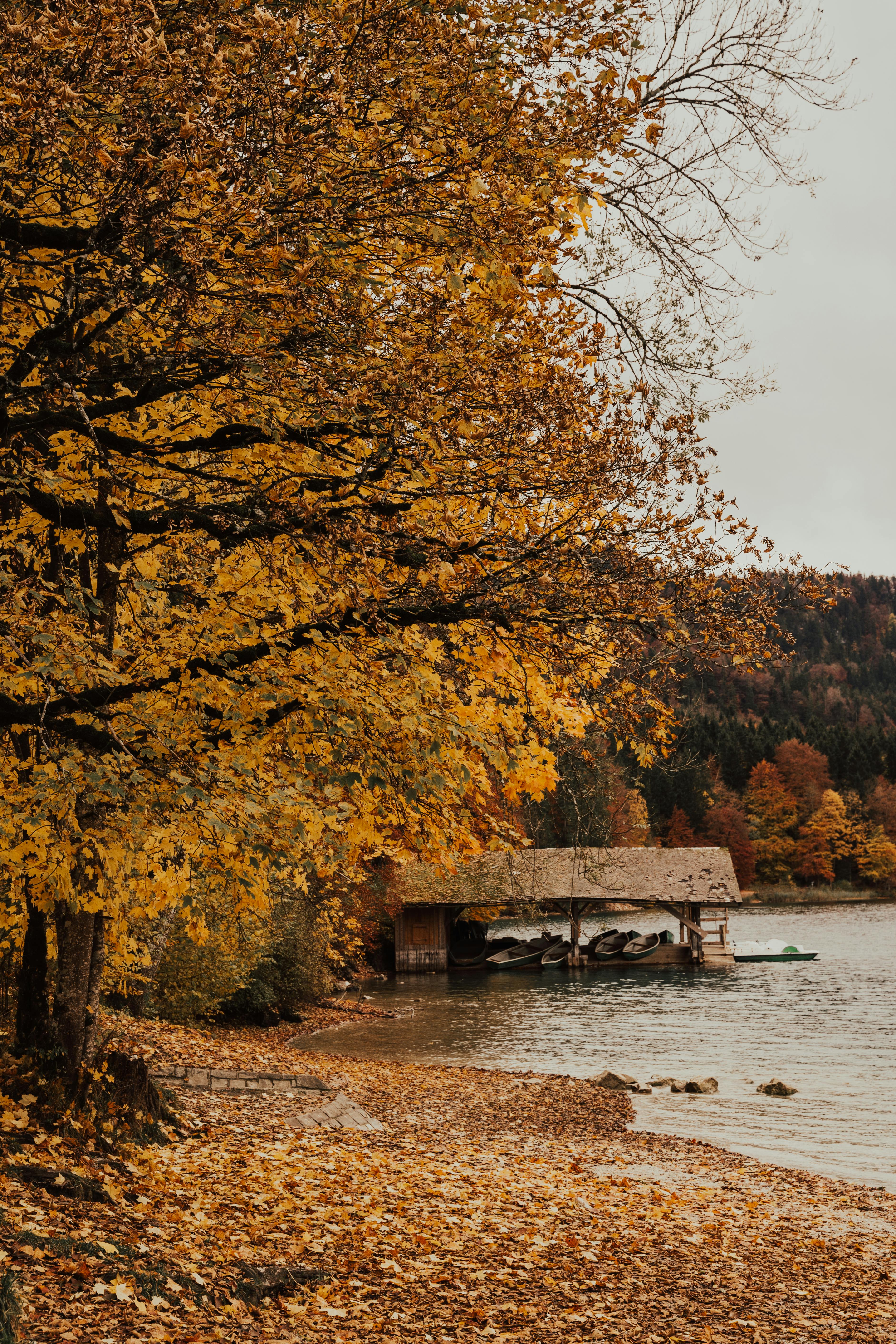 trees near body of water