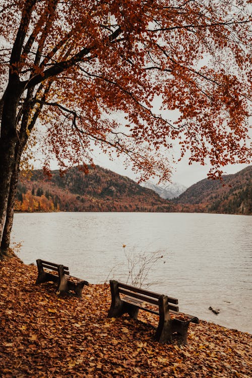 Wooden Bench Near Lake