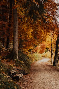 Autumn landscape with a scenic forest path and bench in Schwangau, Germany.