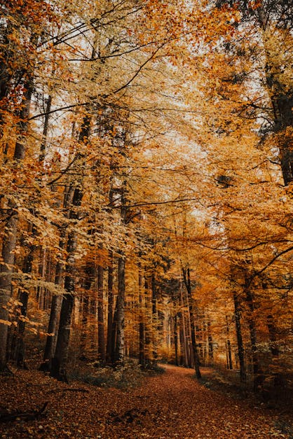 Tall Trees with Orange Leaves · Free Stock Photo