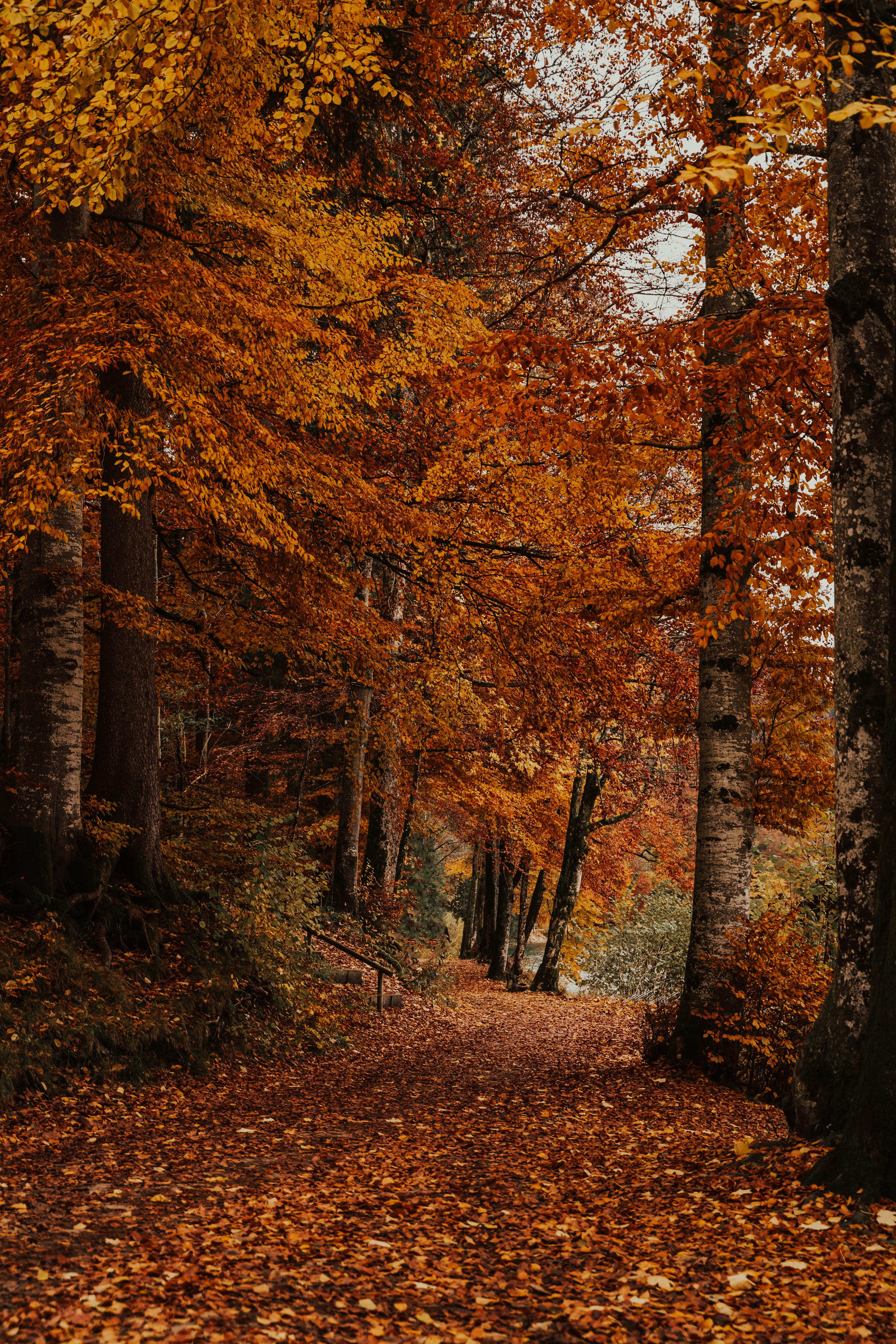 trees with orange leaves near a path