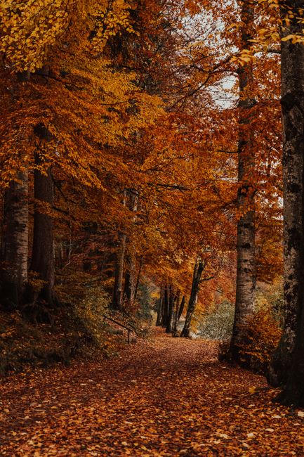 Explore the vibrant autumn colors along a picturesque forest path in Schwangau, Germany.