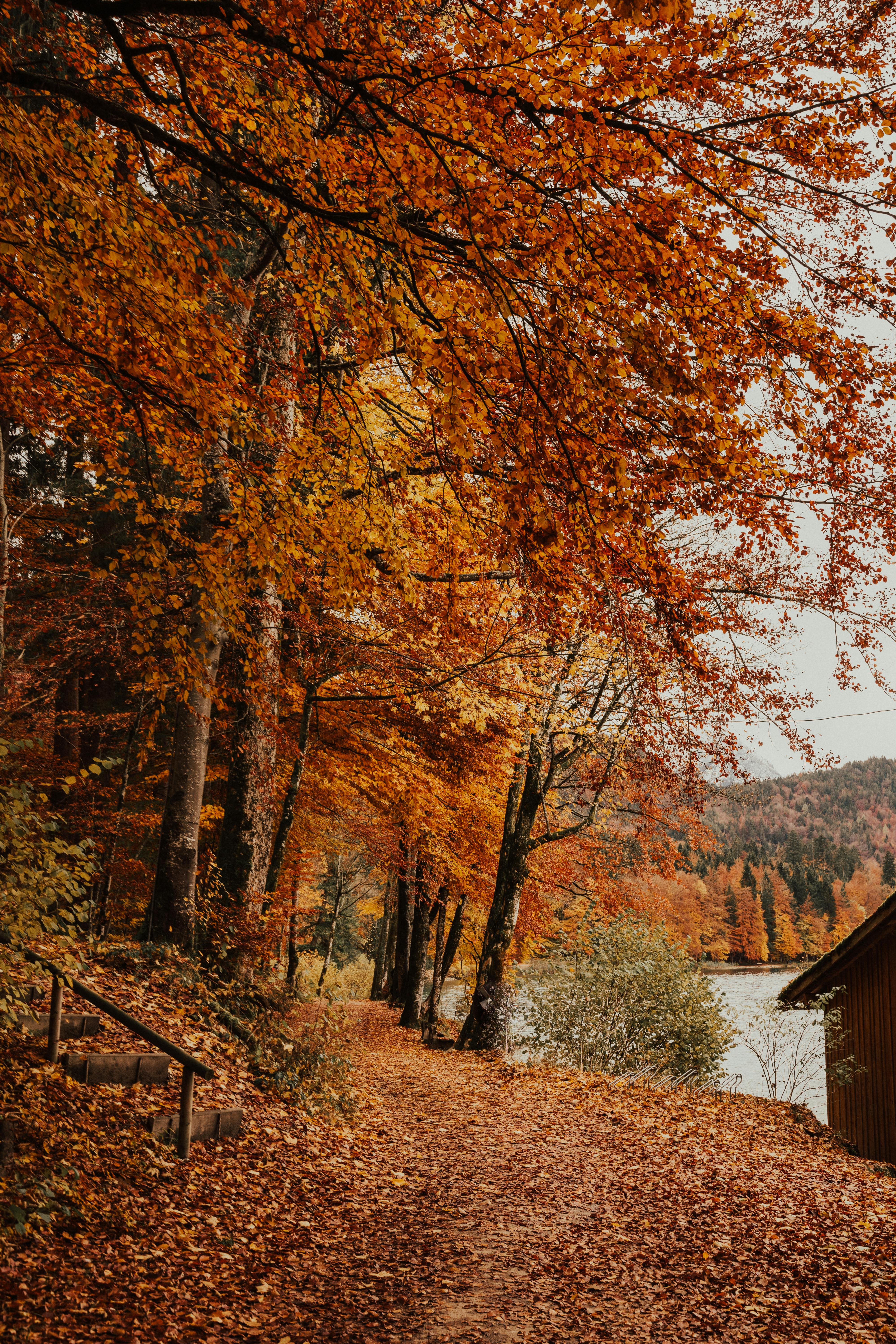 Lá cam với màu sắc ấm áp và đầy lãng mạn, khiến cho mùa thu trở nên thật đặc biệt. Đừng bỏ lỡ cơ hội chiêm ngưỡng những bức ảnh tuyệt đẹp về lá cam khiến cho mùa thu trở nên đáng yêu hơn bao giờ hết.