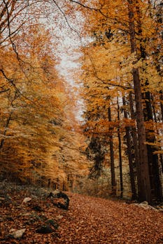 Explore the tranquil beauty of Schwangau's autumn woods with vibrant foliage and a serene path.