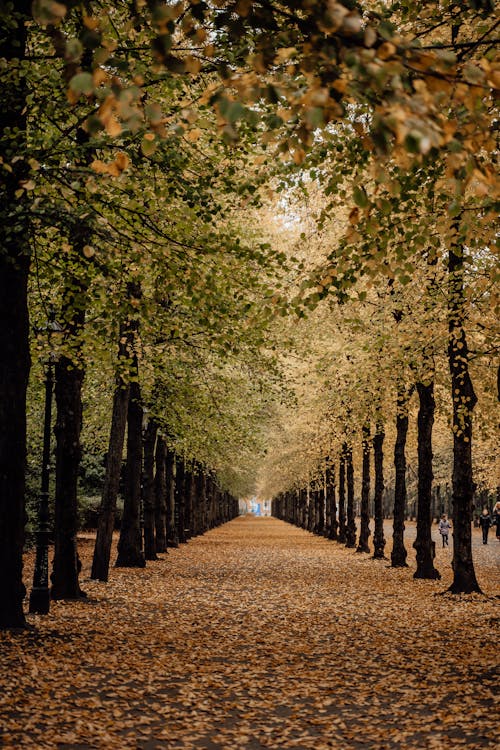 Imagine de stoc gratuită din arbori, cădere, cale