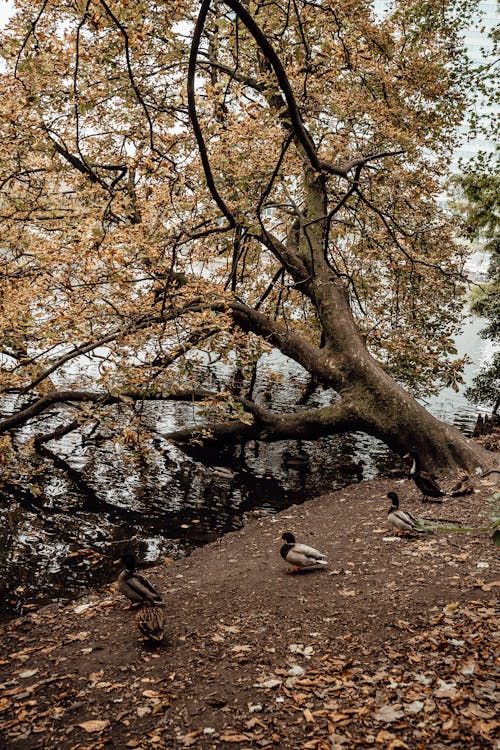 бесплатная Белая и коричневая птица на коричневой земле возле коричневого дерева Стоковое фото