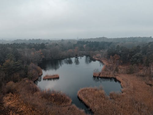 Kostenloses Stock Foto zu baum, bedeckt, bewölkt