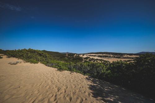 Free Scenery of sandy terrain covered with plants with green foliage under blue cloudless sky Stock Photo