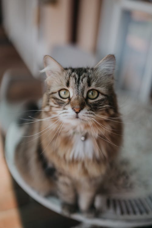 Free Close Up Photo of a Tabby Cat Stock Photo