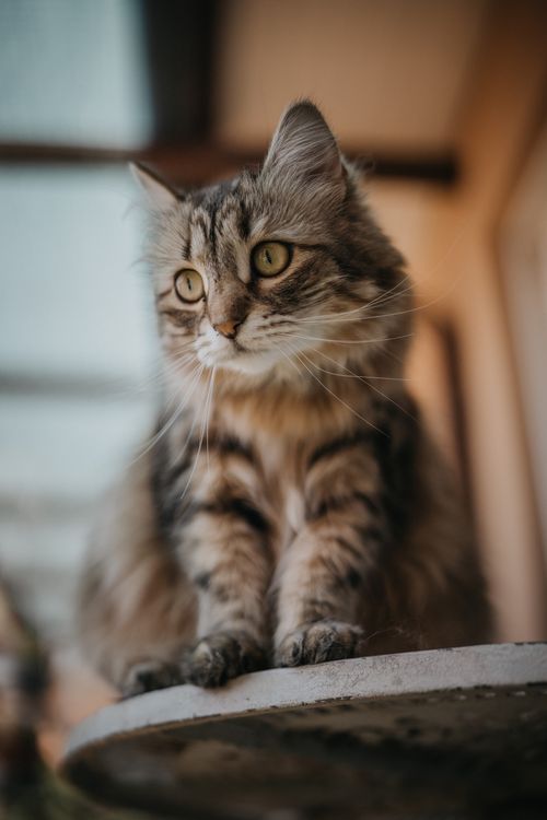 Free A detailed close-up portrait of a cute tabby cat with striking whiskers, indoors. Stock Photo